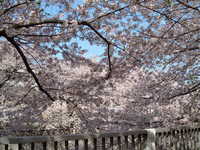  dscf0340.jpg 