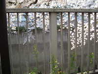  dscf0353.jpg 
