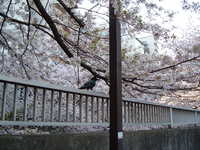  dscf0365.jpg 