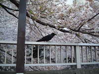  dscf0366.jpg 