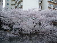  dscf0368.jpg 