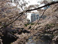  dscf0377.jpg 