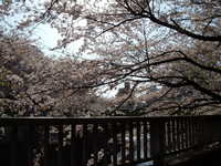  dscf0378.jpg 