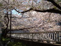  dscf0379.jpg 