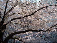  dscf0383.jpg 