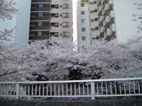  dscf0384.jpg 