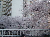 dscf0385.jpg 