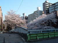  dscf0387.jpg 