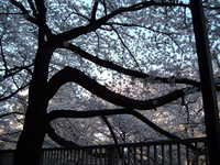  dscf0389.jpg 