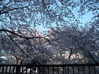  dscf0390.jpg 