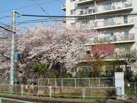  dscf0413.jpg 