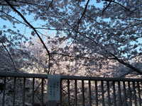  dscf0428.jpg 
