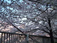  dscf0429.jpg 
