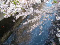  dscf0434.jpg 