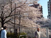  dscf0449.jpg 