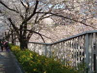  dscf0451.jpg 