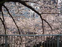  dscf0454.jpg 