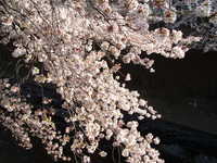  dscf0455.jpg 