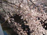  dscf0456.jpg 