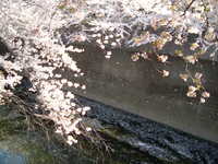  dscf0462.jpg 