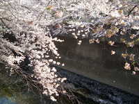  dscf0463.jpg 