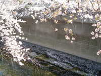  dscf0464.jpg 