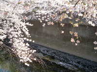  dscf0466.jpg 