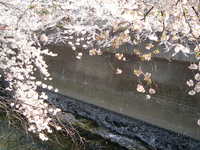  dscf0468.jpg 