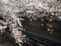  dscf0469.jpg 