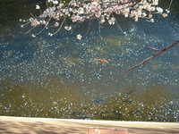  dscf0470.jpg 