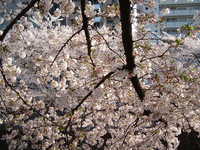  dscf0473.jpg 