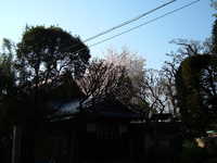  dscf0515.jpg 