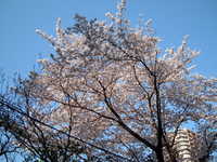  dscf0517.jpg 