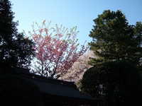  dscf0519.jpg 