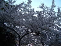  dscf0522.jpg 