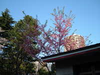  dscf0526.jpg 