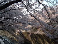  dscf0537.jpg 