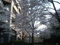  dscf0538.jpg 