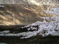  dscf0550.jpg 