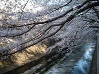  dscf0559.jpg 