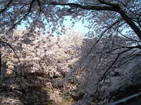  dscf0561.jpg 