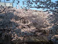  dscf0584.jpg 