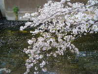  dscf0590.jpg 