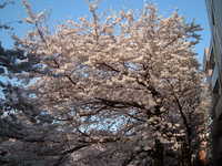  dscf0591.jpg 