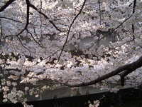  dscf0593.jpg 