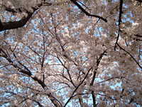  dscf0616.jpg 