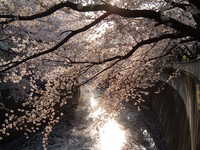  dscf0642.jpg 