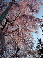  dscf0646p.jpg 