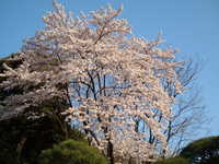  dscf0663.jpg 