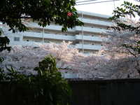  dscf0678.jpg 